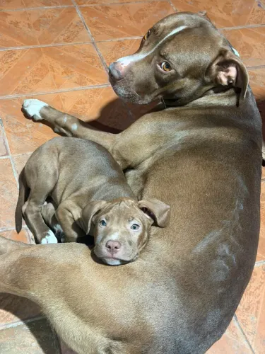 Filhote pitbull 
