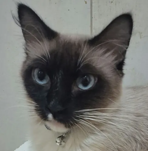 Gata para doação