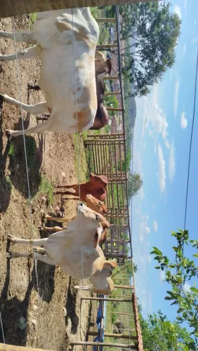 Novilhas, boa de luxo