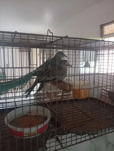 Gaiola nova pra vender logo