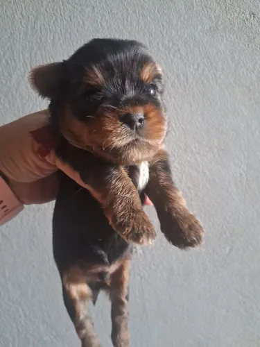 Cachorro