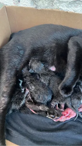 Gatinhos para adoção RESERVA