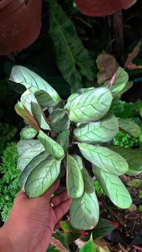 Mudas de Plantas: Maranta