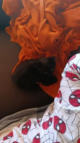 Gattinha gata gato (fêmea)