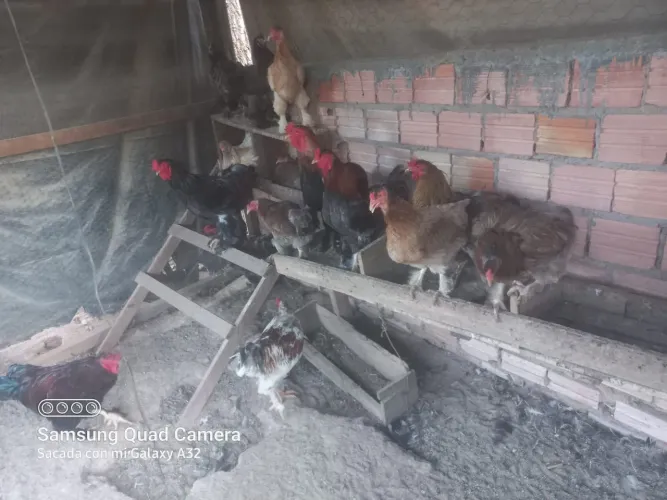 Vende-se galos e galinhas caipiras e da raça Brahma