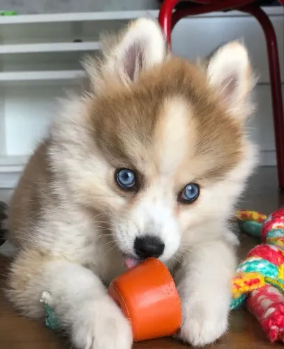 POMSKY filhotes