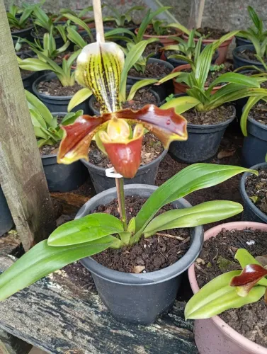 Vasos de orquídeas sapatinhos 