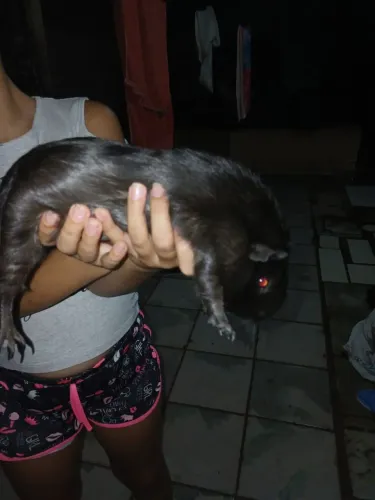 Porquinho da índia 