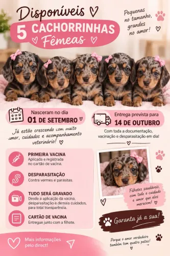 ? Dachshund (Salsicha) Fêmea ? Arlequim ?