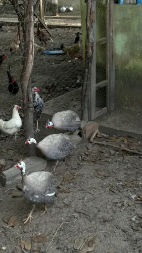 Guine João de barro