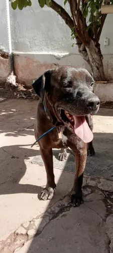 Doação de Labrador