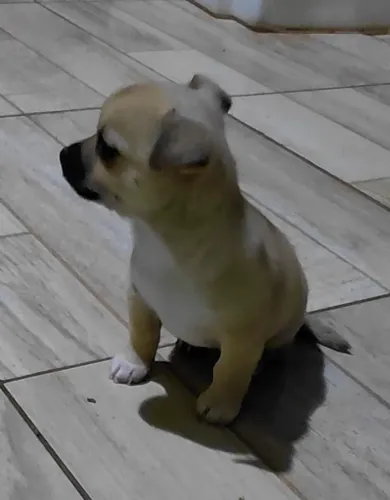Chihuahua macho