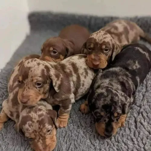 Basset Teckel