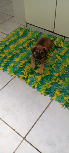 Doação de Cachorro 