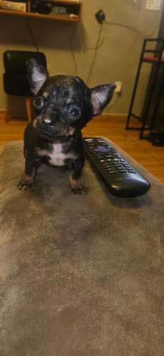 Pinscher fêmea 00