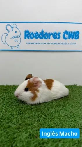 Porquinhos da índia (Roedores CWB)