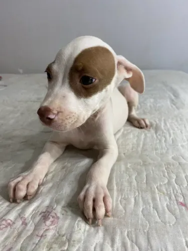 Cachorro
