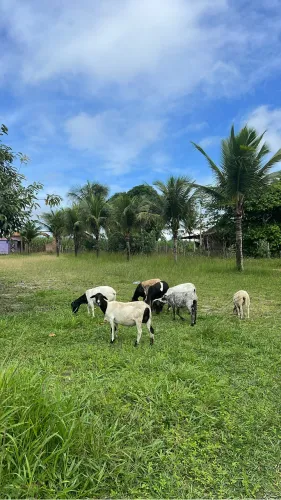Animais de criação