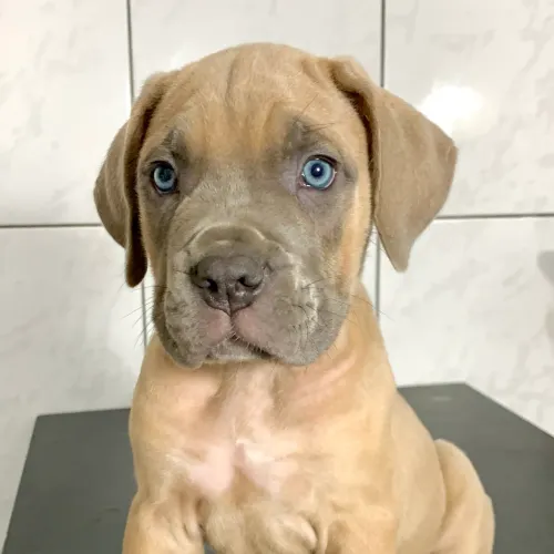 Cane corso 