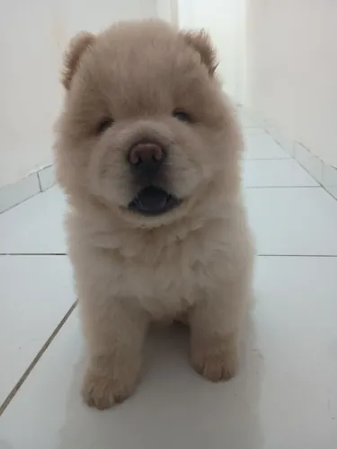 Filhotes de Chow-Chow