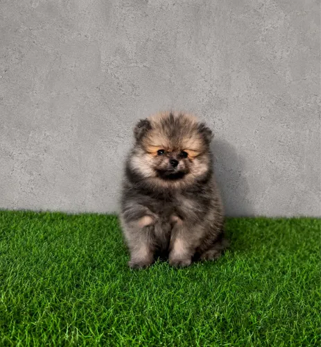 Lulu da Pomerania - Fêmea