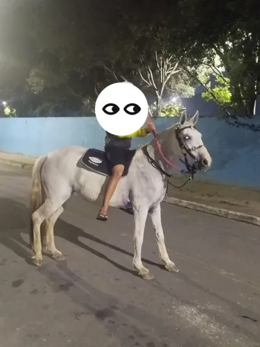 Égua a venda