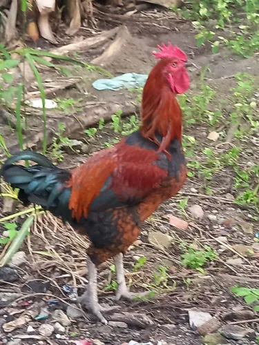 Galo GSB