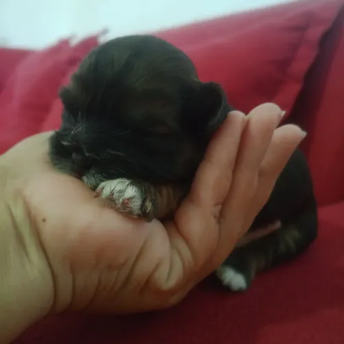Filhotes de Shih-Poo