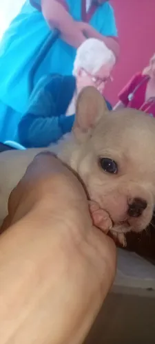 Buldogue francês