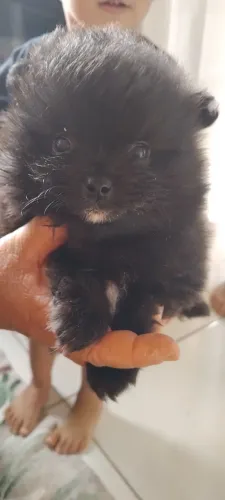 Lulu da pomerânia