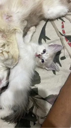 Gatinha