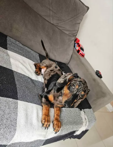 Teckel Dachshund miniatura