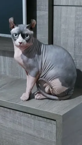Adoção gato Sphynx