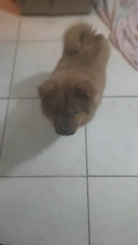 CHOW CHOW Puro. Manso Filhote