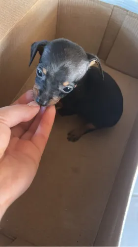 Pinscher macho 1