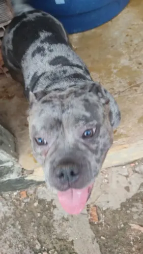 American Bully fêmea 
