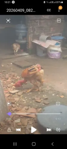VENDO UM GOLO GODO *