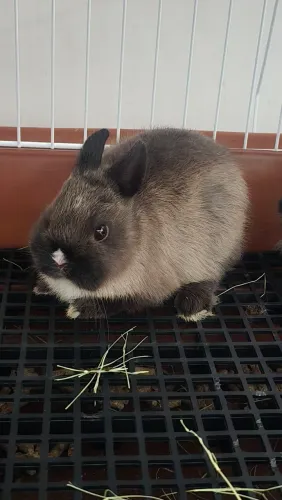 Netherland dwarf mini coelho