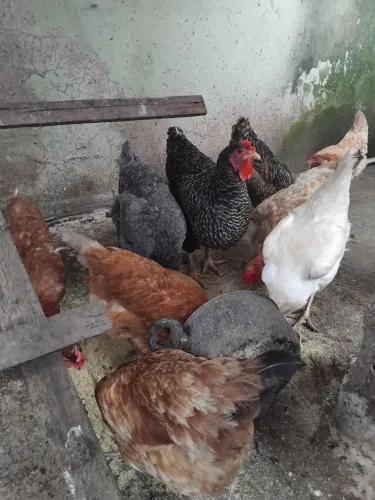 Vendo galinhas de raças.