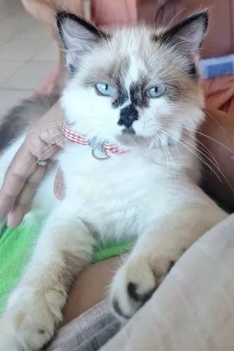 Gatinha procura gatinho pra namorar