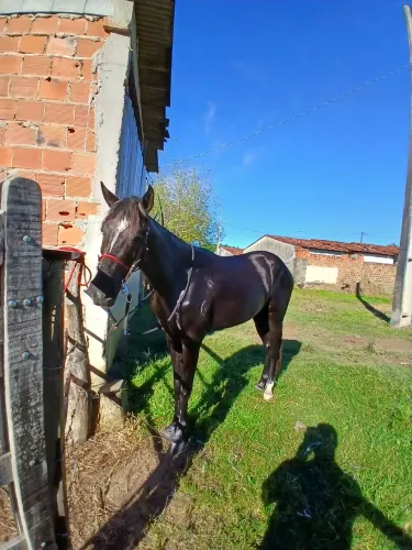 Vendo cavalo manga larga 
