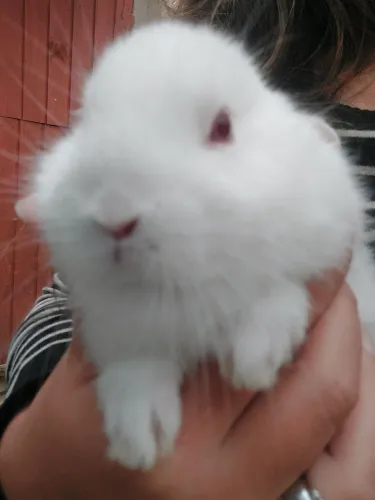 Último filhote netherland dwarf disponível 3 meses