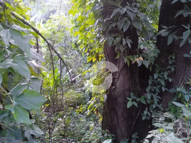 Terreno à venda, 735 m² por R$ 300.000,00 - Engenho do Mato - Niterói/RJ