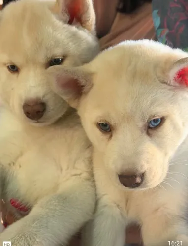 Vendo lindos filhotes de husky siberiano 