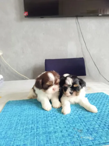 Shi Tzu