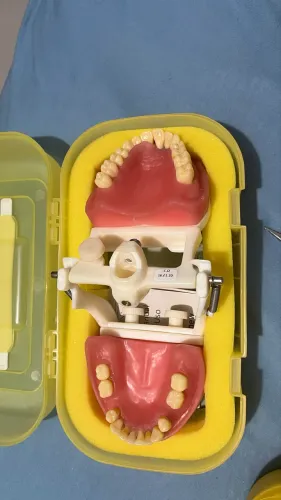 Manequim de Periodontia Pronew