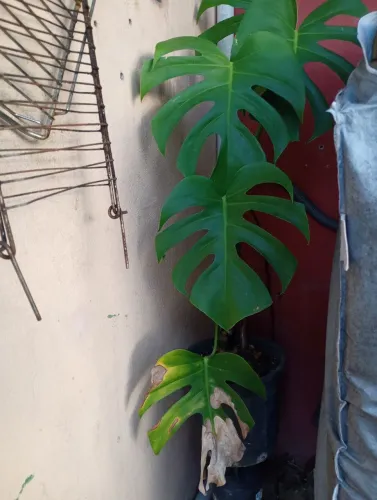 Mudas de plantas