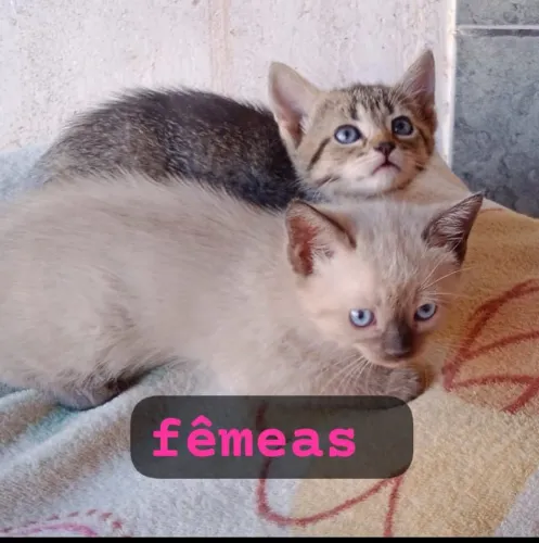 gatinhos para adoção