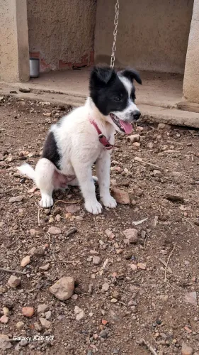 Filhote de Bordie Collie ( Fêmea)