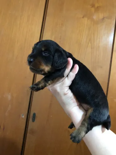 Cachorro salsicha peludo